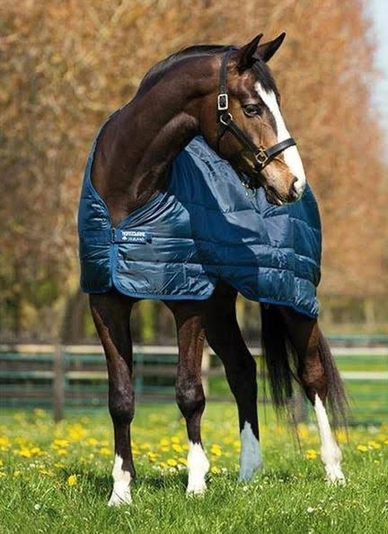 Horseware Liners 200g
